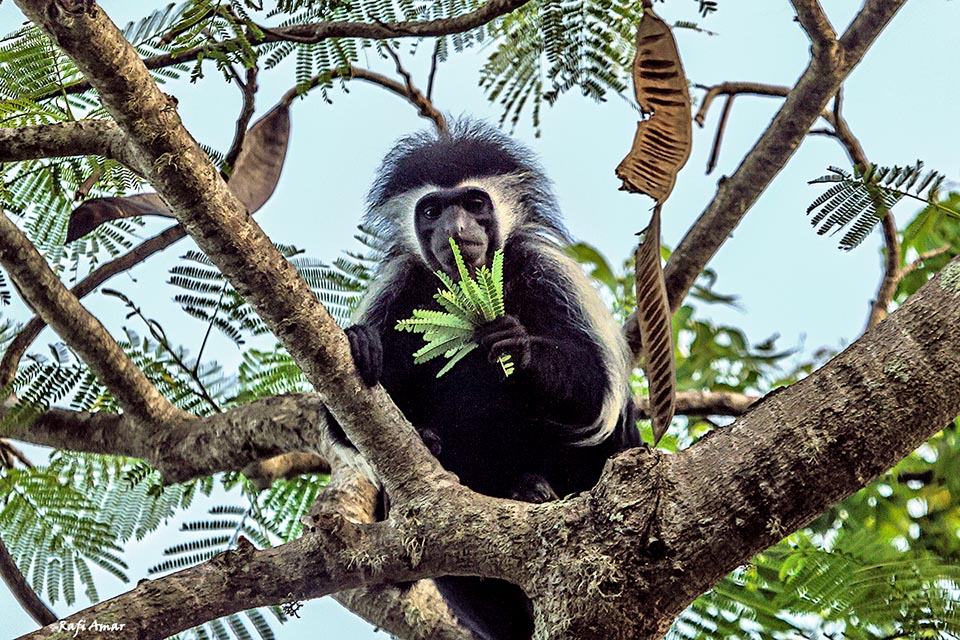 Colobus angolensis eats especially leaves. It ilives in eastern and southern Africa in small groups formed by an adult male and 2-6 females with their sons