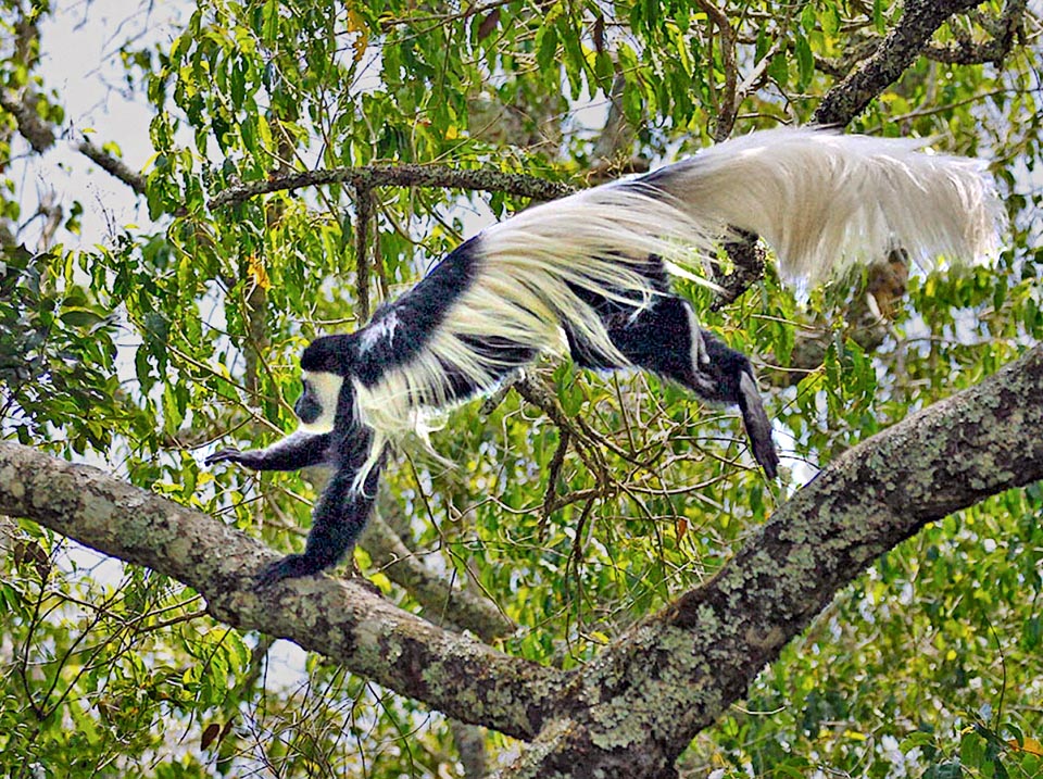 Here African Colobus guereza dense tail has instead become an important barbell and parachute for acrobatic jumps between branches 
