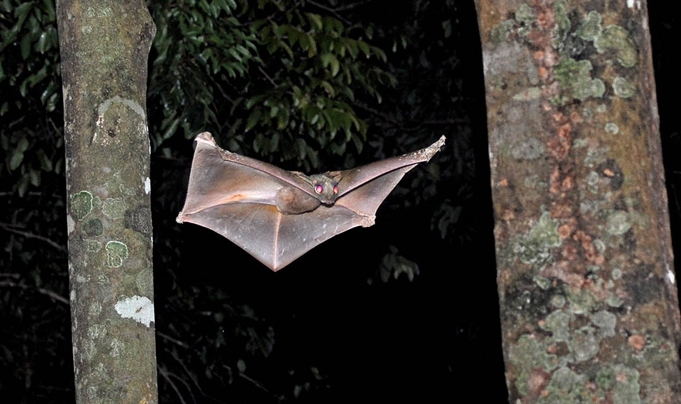 Though known as Sunda flying lemur, Galeopterus variegatus is not a Primates, but belongs with Cynocephalus volans of the Philippines to the Dermopterans or Galeopitheci, a very small order of Mammals similar to Insectivores. For this particular nocturnal animal of south-eastern Asia, please refer to the specific text 