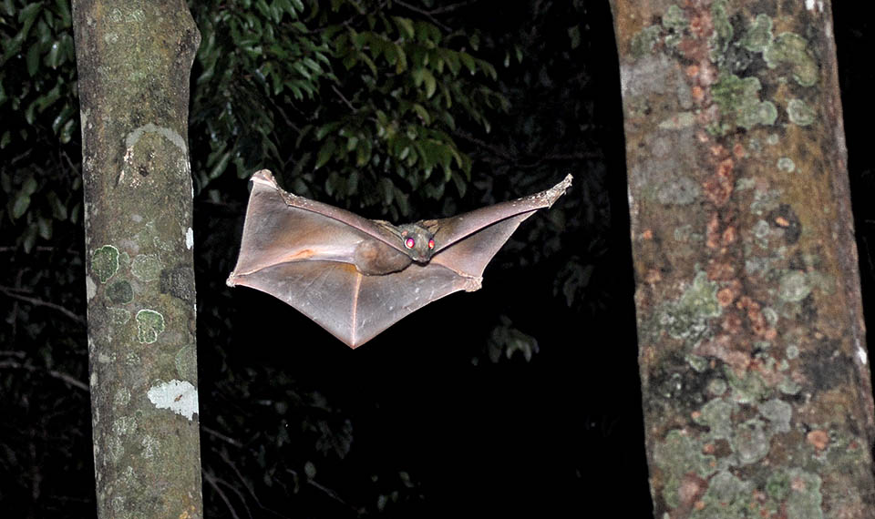 Aunque vulgarmente conocido como lémur volador de Sunda, Galeopterus variegatus no es un primate, sino el único miembro de los dermópteros o galeopithecos, un orden muy pequeño de mamíferos similares a los insectívoros. Para este interesante y particular animal nocturno de los bosques del sudeste asiático, consulte el texto correspondiente