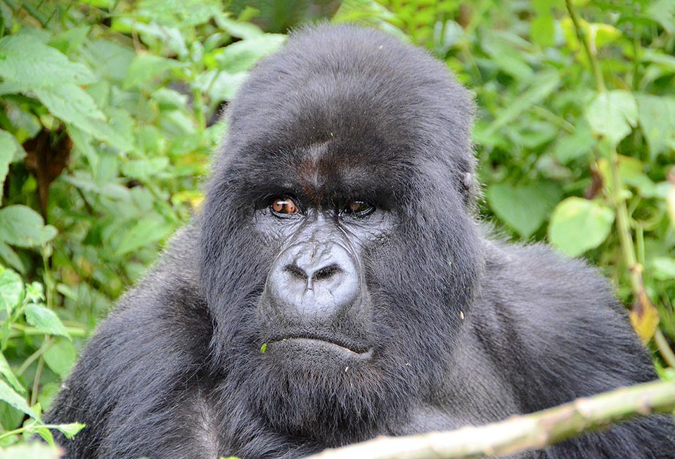 L’imponente Gorilla beringuei è il più grande primate vivente, in grado di comunicare con l’uomo, come i sordomuti, tramite semplici sequenze gestuali
