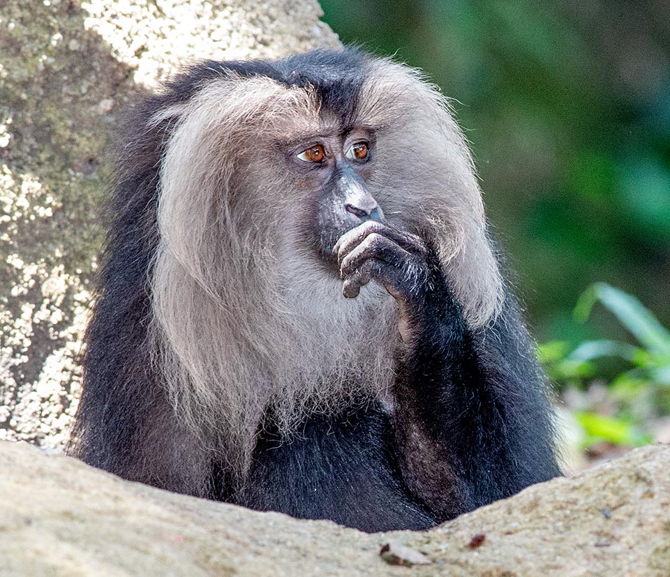 Macaca silenus pensoso. Endemico della foresta pluviale dei Ghati occidentali nel sud-est dell’India, è prevalentemente vegetariano con una predilezione per i frutti dei ficus 