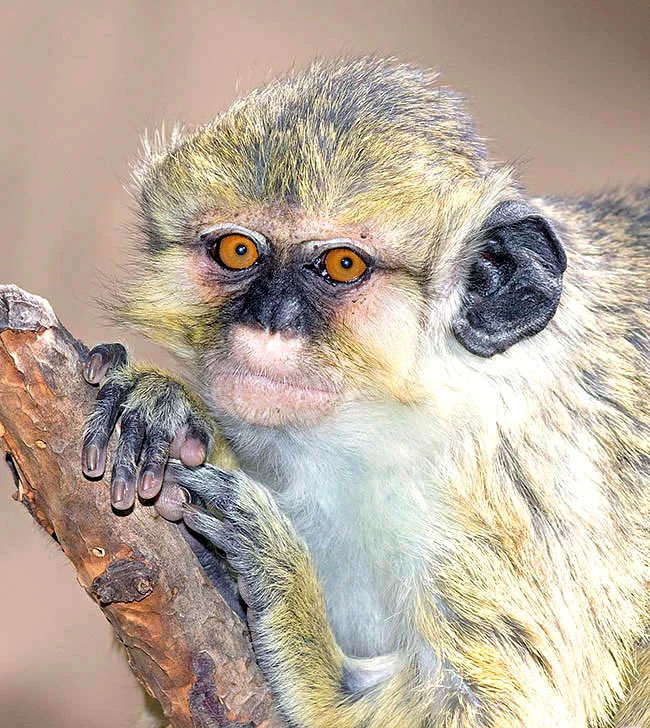 Miopithecus talapoin es un pequeño mono omnívoro de cabeza redonda, hocico corto y cara lampiña. Llamados cercopitecos enanos, los Miopithecus viven en los árboles en grupos de 60-10 individuos, pero también son buenos nadadores