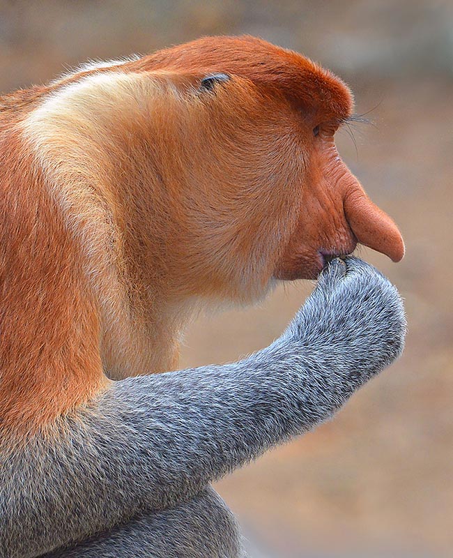 Known as Nasica or Proboscis monkey, Nasalis larvatus is the only cercopithec belonging to this genus 