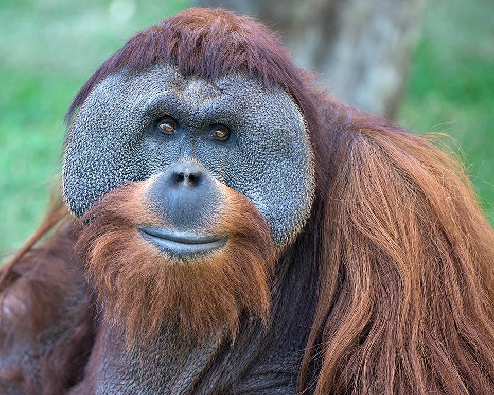 Confiné dans les forêts tropicales à feuilles caduques du nord de Sumatra, l'Orang-outan de Tapanuli (Pongo tapanuliensis) est une espèce très rare et menacée © Larry Daugherty