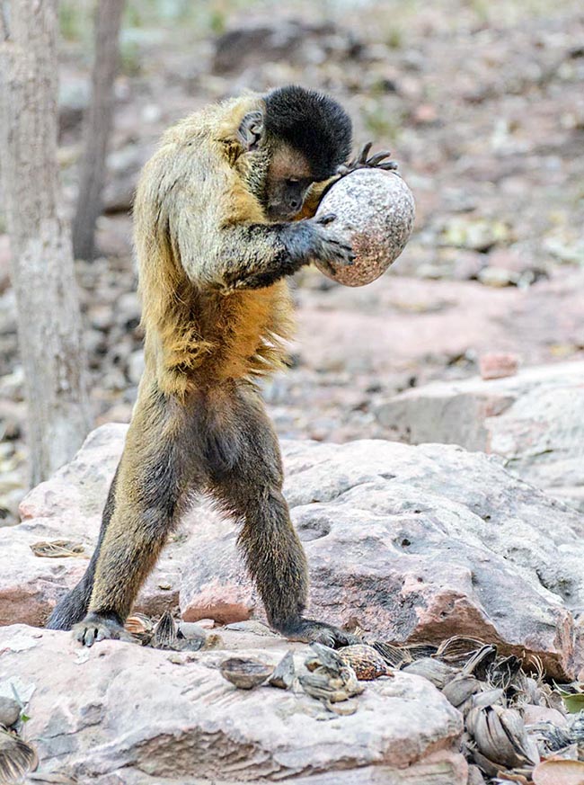 La necesidad engendra ingenio y algunos monos platirrinos, como este astuto Sapajus libidinosus, son capaces de utilizar herramientas para obtener alimento. En este caso, una gran piedra para partir la cáscara de una semilla