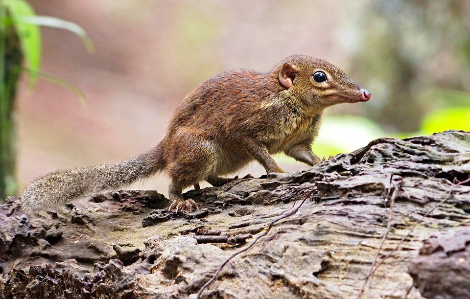 La Tupaia glis, como su nombre indica, parece un lirón. Más de treinta subespecies se encuentran en Indochina y el sur de China 