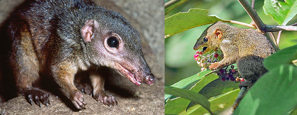 Tupaia tana and Tupaia gracilis. Due to their general structure that holds many characteritics of primitiveness of the skeleton, brain and teeth, the Treeshrews are often defined as the Primates most similar to the Insectivores. The muzzle is very long with small ears without hairs, and the eyes still located in lateral position 