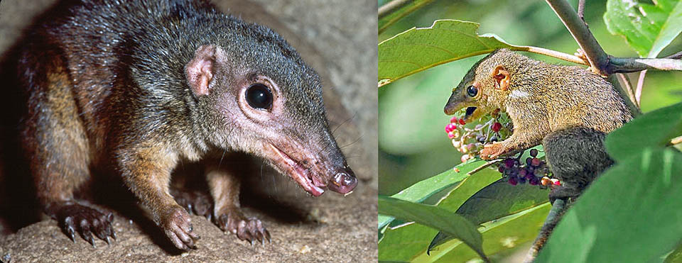 Tupaia tana et Tupaia gracilis. En raison de leur morphologie générale, qui conserve de nombreuses caractéristiques primitives du squelette, du cerveau et des dents, les Toupayes sont souvent considérés comme les Primates les plus proches des insectivores. Le museau est très allongé, les oreilles sont petites et sans poils, et les yeux sont toujours placés sur le côté. La queue bien développée est en forme de plume.