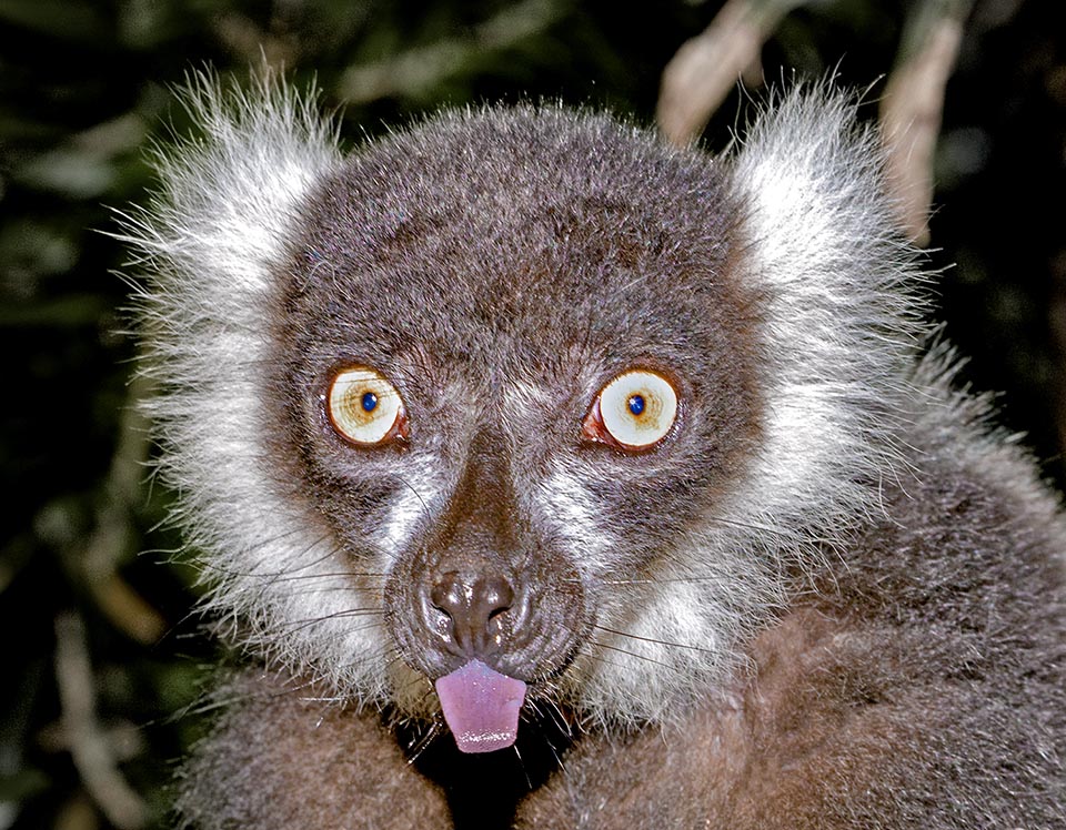 Varecia variegata de Madagascar, sin embargo, pertenece al suborden Catarrhinia. La sistemática de los primates aún está sujeta a discusión. Al igual que Einstein, este mono irrespetuoso tiene razón al sacarles la lengua a los taxónomos. La clasificación actual distingue los subórdenes Prosimios y Simios © Giuseppe Mazza