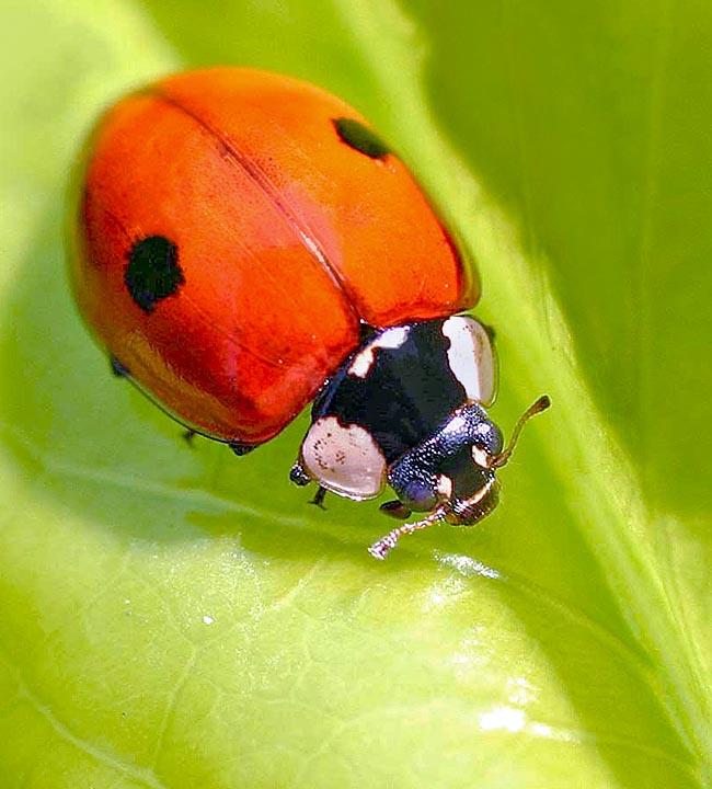 Adalia bipunctata, Coccinella dai due punti, Coccinellidae