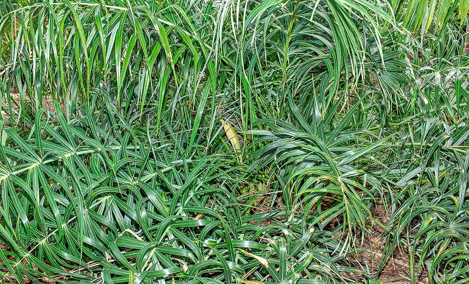 Allagoptera arenaria, Arecaceae