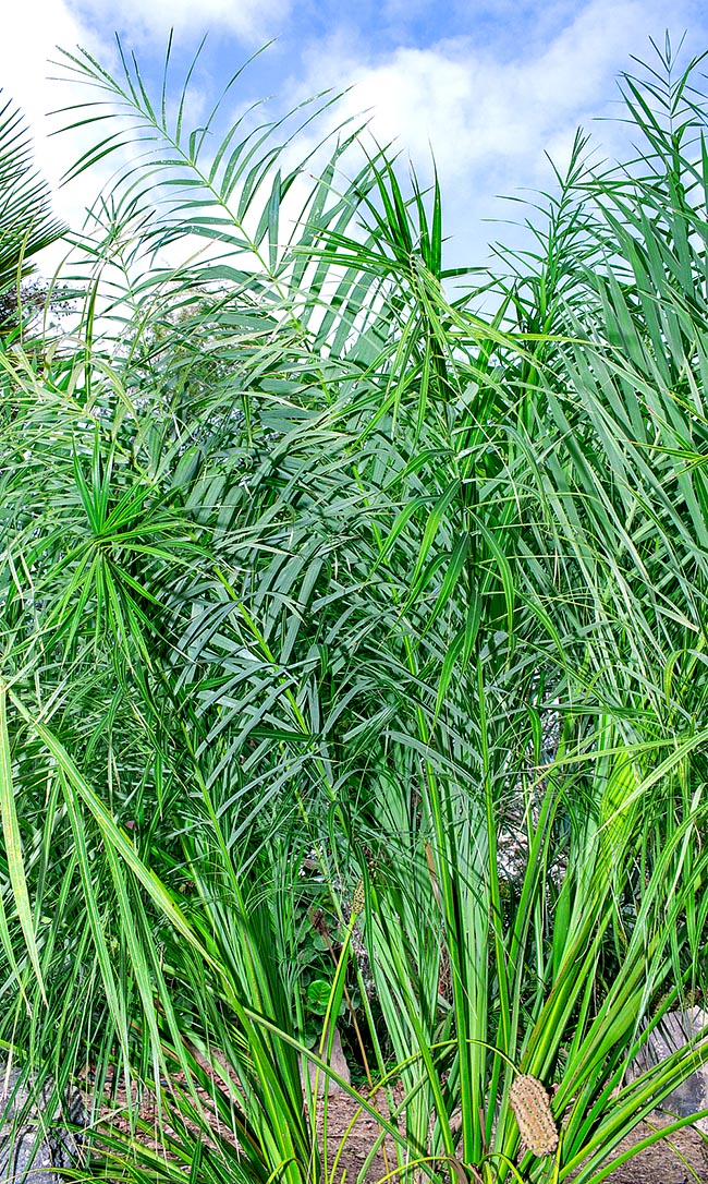 Allagoptera leucocalyx, Arecaceae