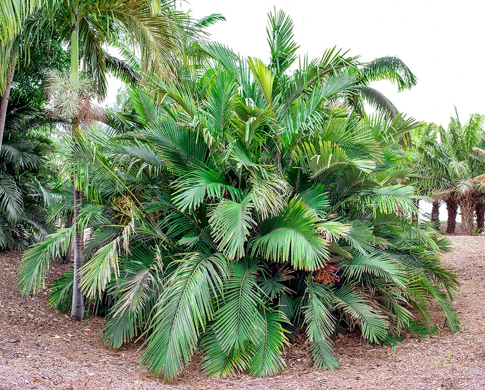 Arenga engleri, Arecaceae