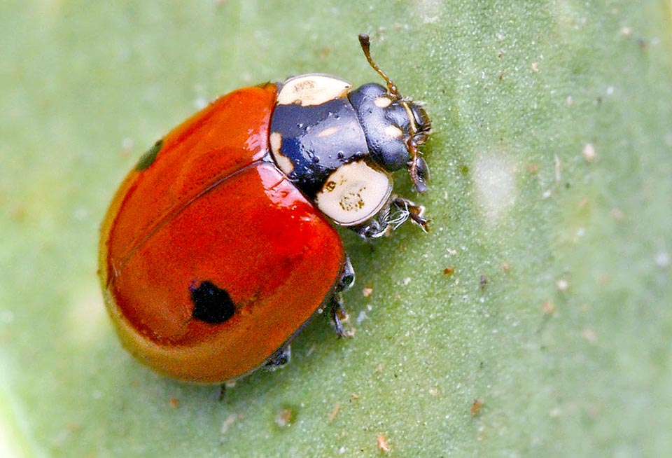 Adalia bipunctata, Coccinella dai due punti, Coccinellidae