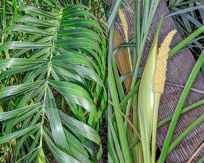 Allagoptera arenaria, Arecaceae