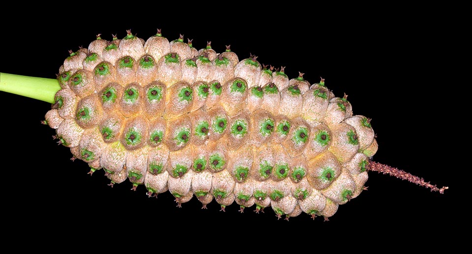 Allagoptera leucocalyx, Arecaceae