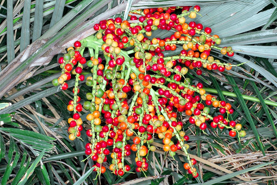 Arenga engleri, Arecaceae