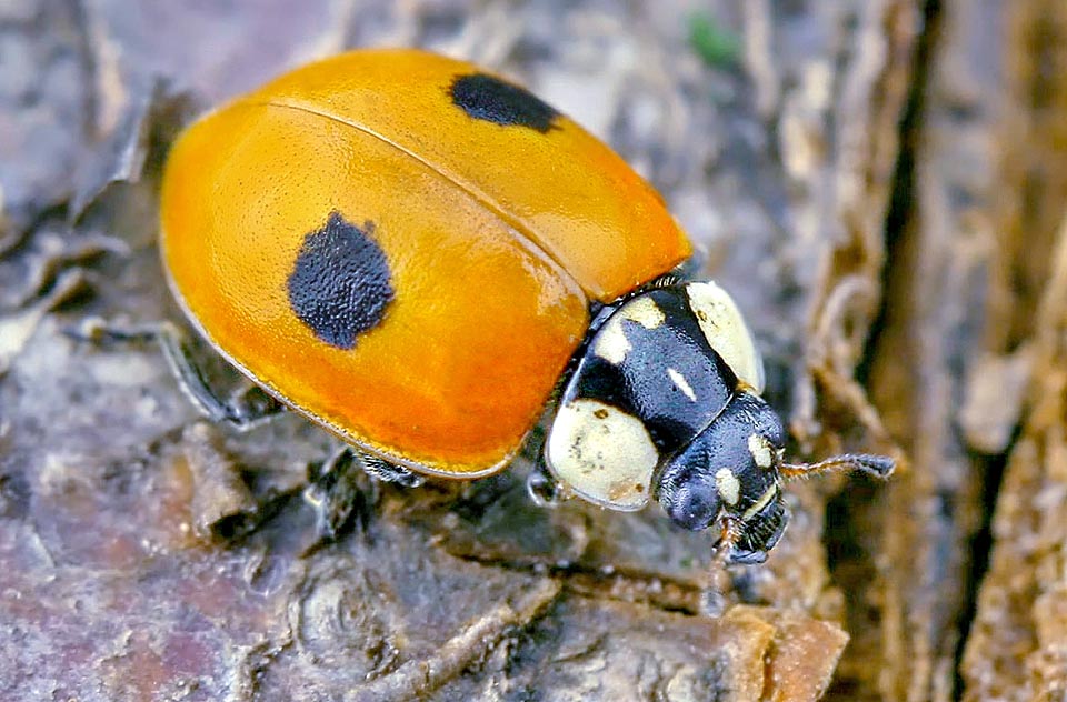 Adalia bipunctata, Coccinella dai due punti, Coccinellidae