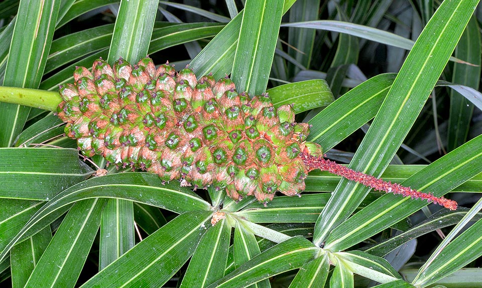 Allagoptera arenaria, Arecaceae