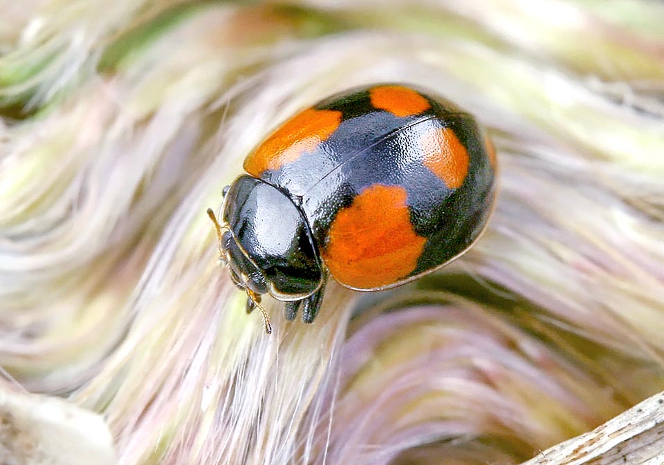 Adalia bipunctata, Adalie à deux points, Coccinellidae