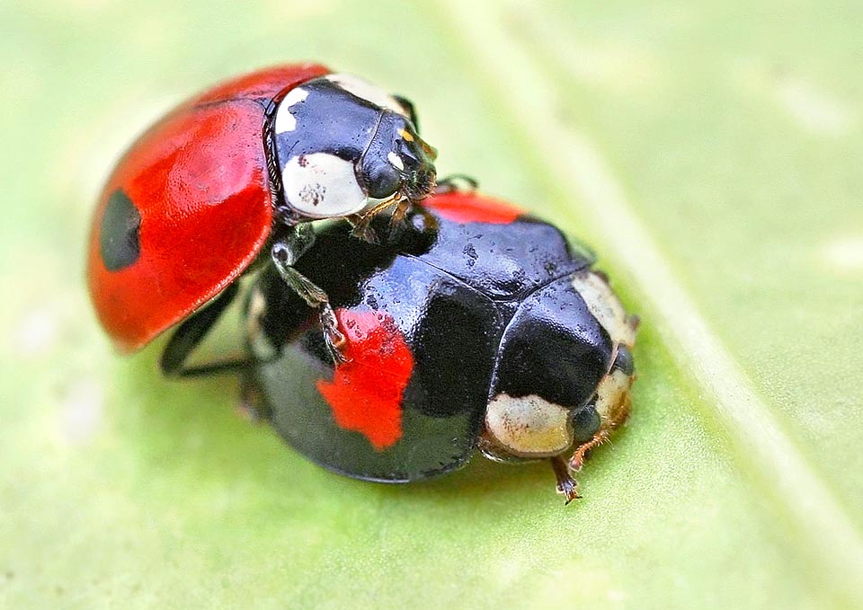 Adalia bipunctata, Adalie à deux points, Coccinellidae