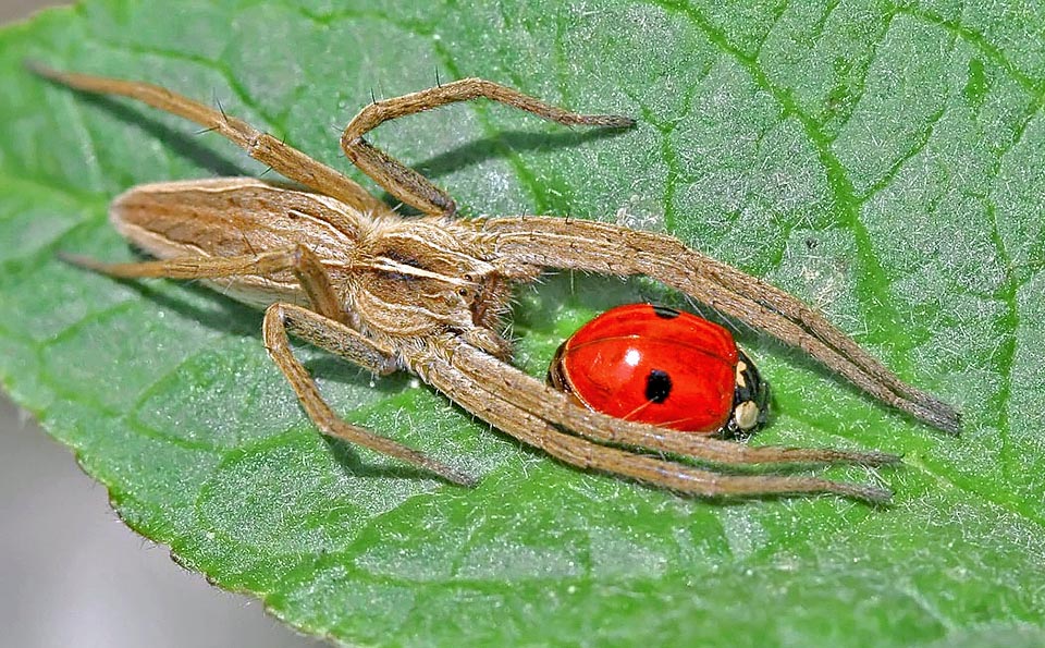 Adalia bipunctata, Coccinella dai due punti, Coccinellidae