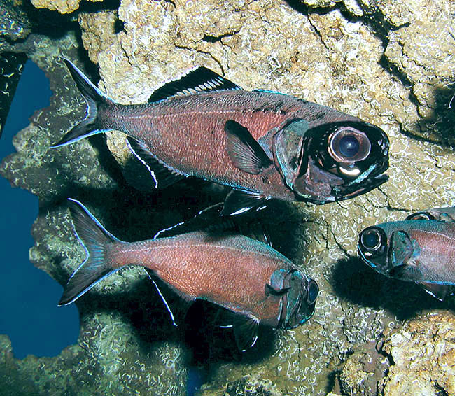 L'Anomalops katoptron a sous les yeux une ouverture éclairée par des bactéries bio-luminescentes symbiotiques 