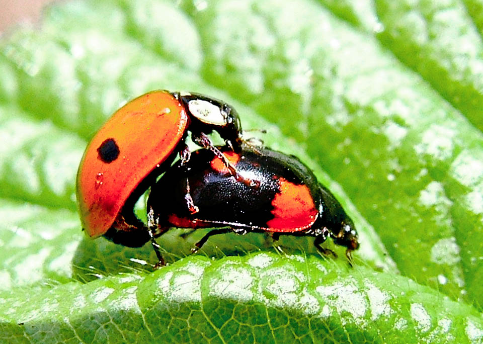 Maschio normale e femmina melanica. L&rsquo;accoppiamento dura circa 45 minuti. In certe popolazioni le femmine costituiscono l&rsquo;80-90 % degli effettivi. Questo grazie a batteri simbionti che, nell&rsquo;interesse della specie, uccidono gran parte dei maschi nelle uova deposte. Sono meno utili ed i cadaveri offrono un facile cibo alle neonate larve femminili.