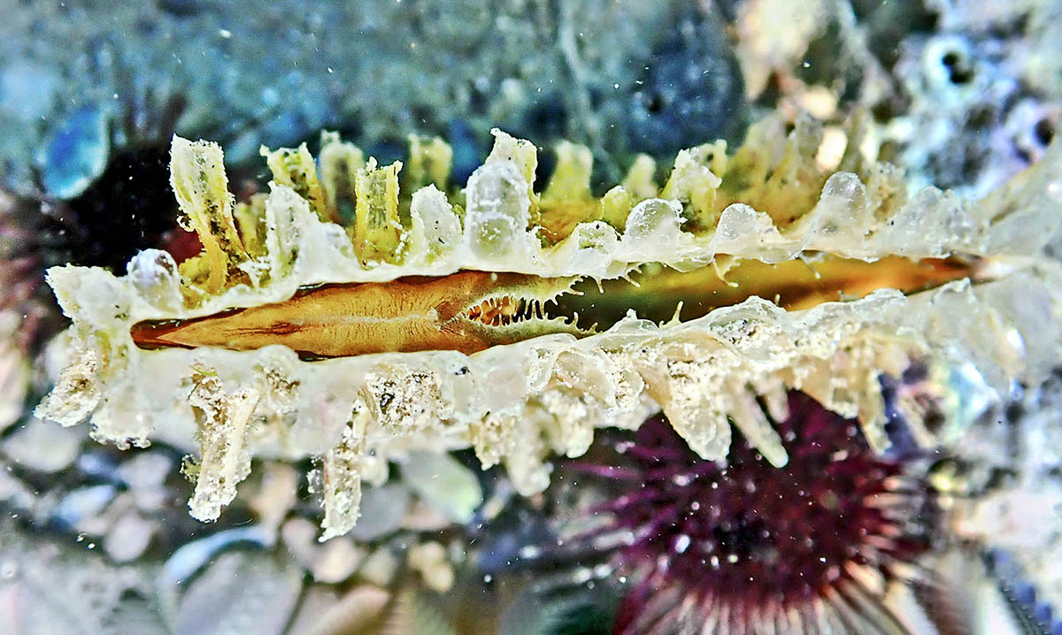Coperta com&rsquo;&egrave; d&rsquo;incrostazioni e da organismi epibionti non &egrave; sempre facile scorgere una nacchera di taglia modesta. In questo esemplare ricoperto d&rsquo;alghe si nota solo l&rsquo;apertura con le branchie. La Pinna nobilis ospita spesso un gamberetto semitrasparente, la Pontonia pinnophylax e un minuscolo granchio, il Pinnotheres pisum. Questi crostacei, molto timidi, servono da campanello d&rsquo;allarme. Al minimo segno di pericolo si lasciano cadere all&rsquo;interno, allertando il bivalve che si chiude immediatamente.