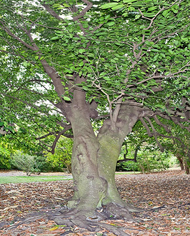 Diospyros maritima, Malaysian persimmon, broad leaved ebony, sea ebony, Ebenaceae