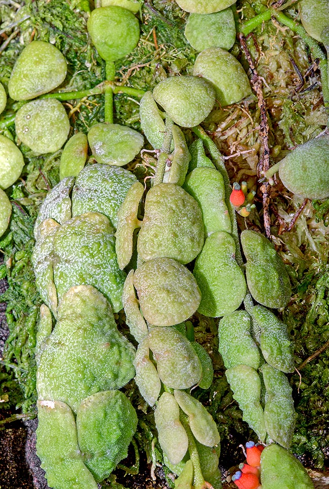 Dischidia cochleata, Apocynaceae