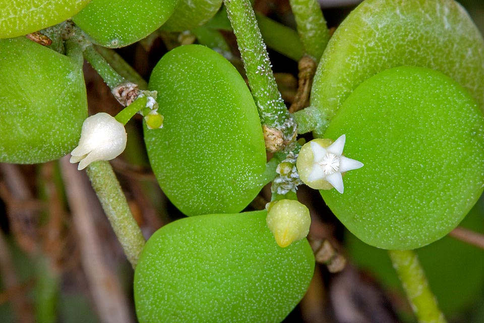 Dischidia nummularia, Apocynaceae