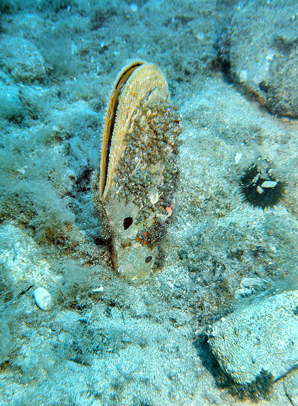 Pinna nobilis, Pinnidae, Fan mussel 