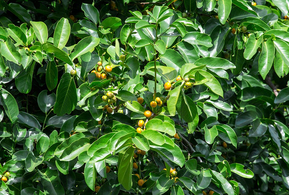 Diospyros maritima, Malaysian persimmon, broad leaved ebony, sea ebony, Ebenaceae