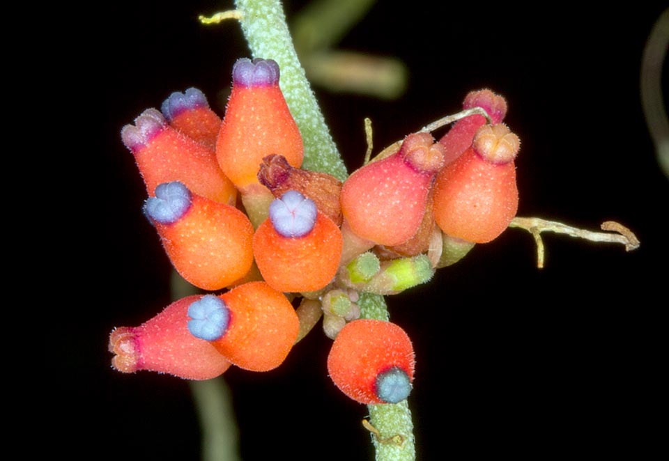 Dischidia cochleata, Apocynaceae