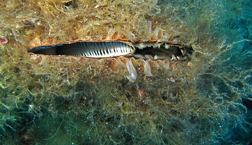 Pinna nobilis, Pinnidae