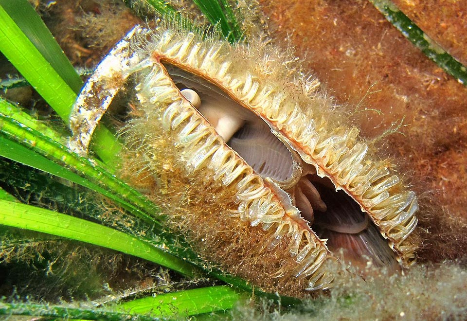 Pinna nobilis, Pinnidae, Fan mussel 