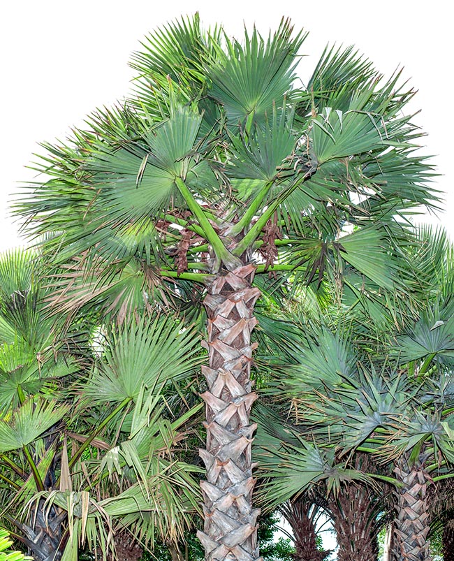 Borassus aethiopum, Arecaceae