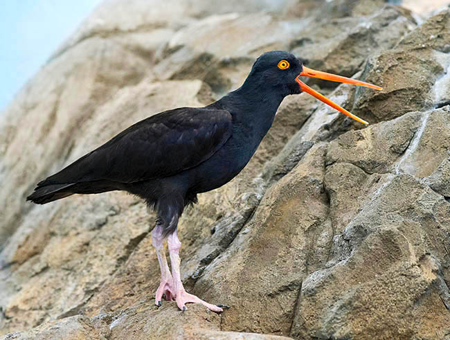 Haematopus bachmani, Beccaccia di mare nera del Nordamerica, Haematopodidae