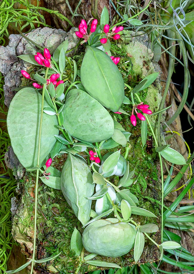 Dischidia vidalii, Apocynaceae