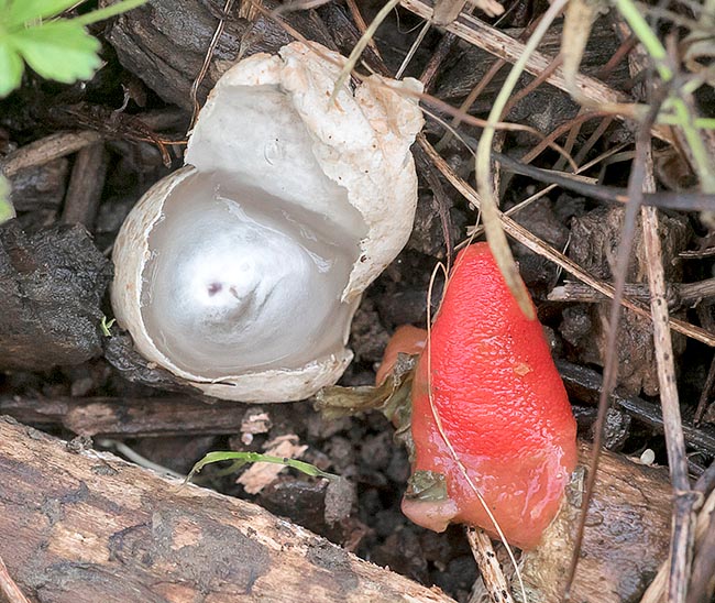 Mutinus elegans, Devil's dipstick, Phallaceae