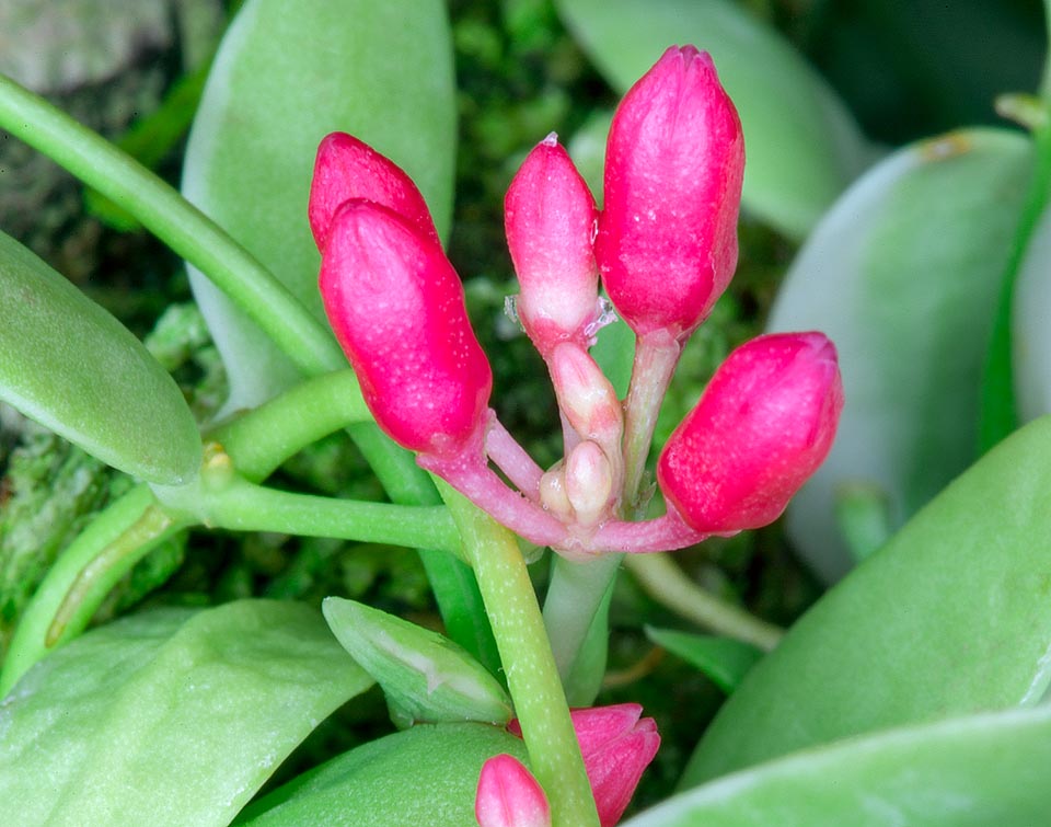 Dischidia vidalii, Apocynaceae