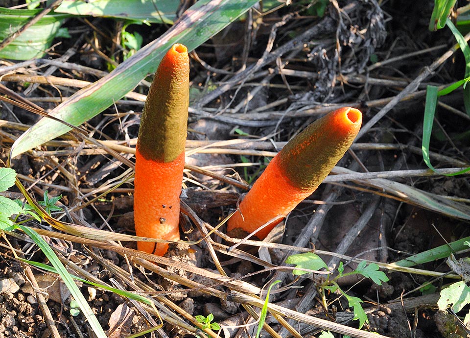 Mutinus elegans, Devil's dipstick, Phallaceae