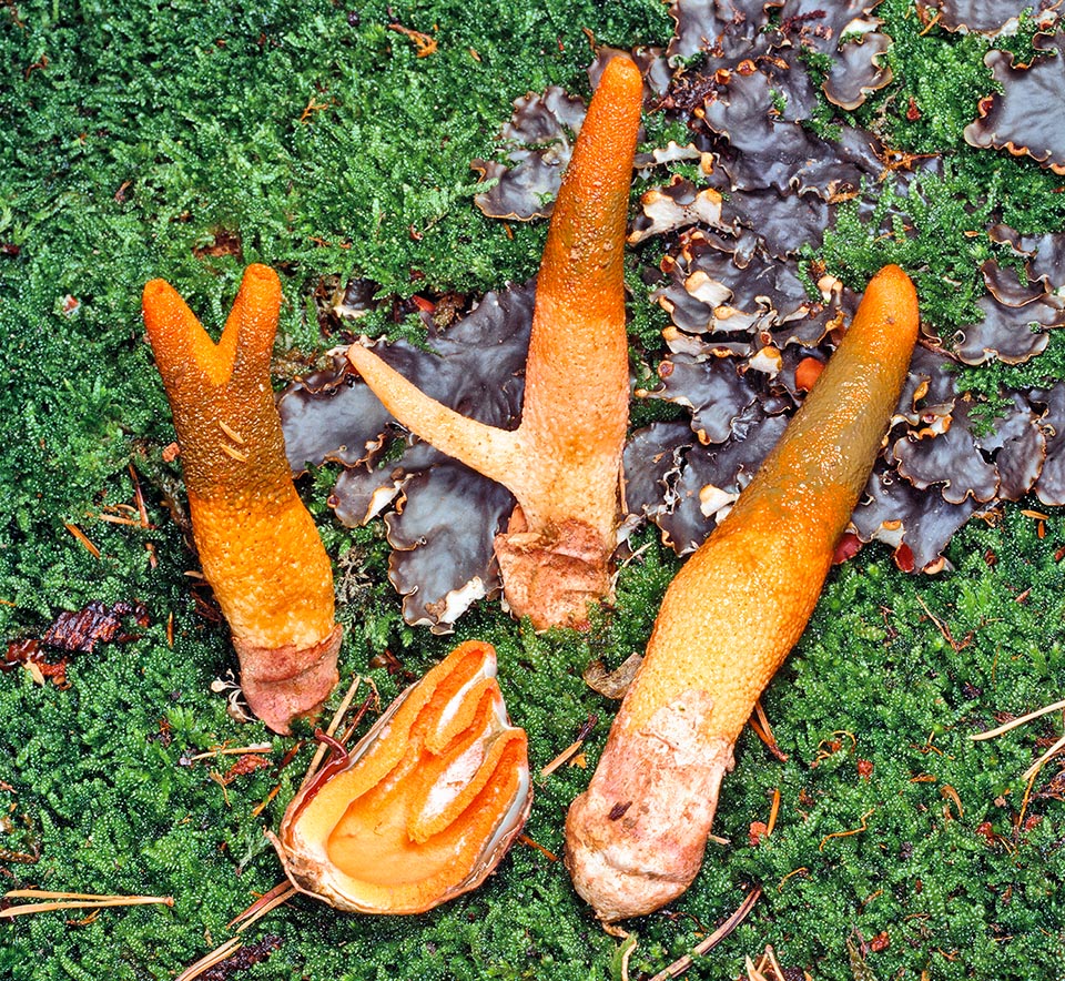 Mutinus elegans, Bastone del diavolo, Cervoide senza testa, Phallaceae