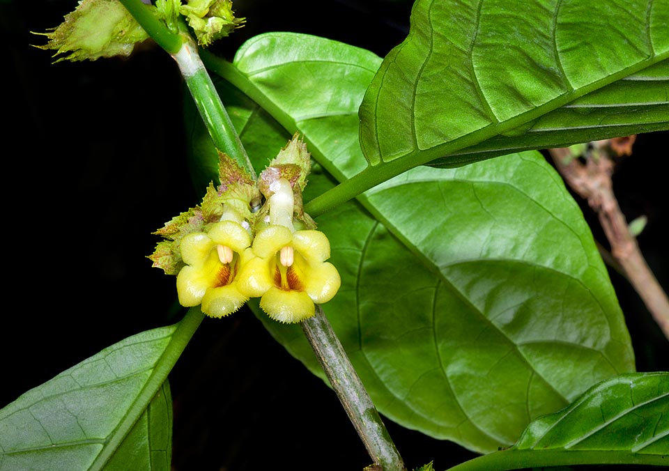 Drymonia macrophylla, Gesneriaceae