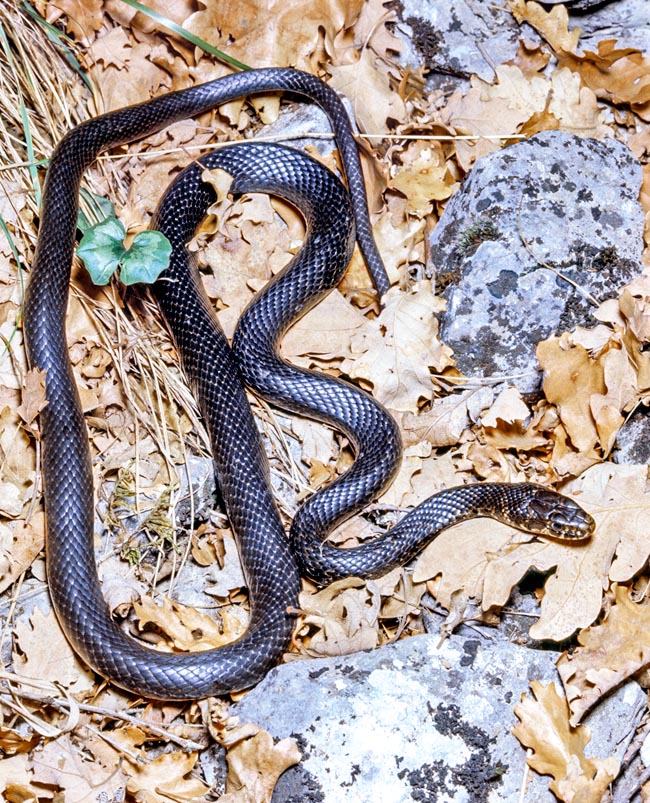 Hierophis viridiflavus, Coluber viridiflavus, Colubridae, couleuvre verte et jaune