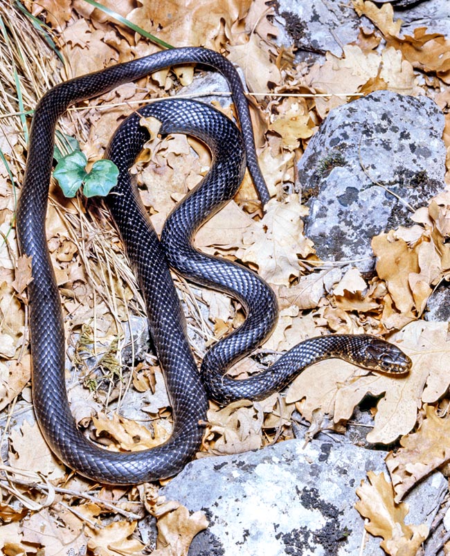 Hierophis Viridiflavus Monaco Nature Encyclopedia Hierophis Viridiflavus Monaco Nature Encyclopedia