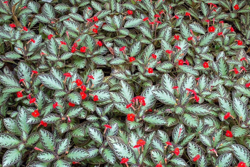 Episcia cupreata, Gesneriaceae