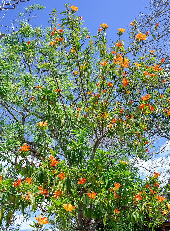 Erblichia odorata, Passifloraceae